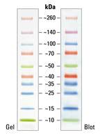 Thermo Scientific™ Spectra™ Multicolor Broad Range Protein Ladder