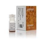 Invitrogen™ Protéine A pour immunoprécipitation Dynabeads™