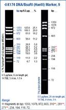 Thermo Scientific™ phiX174 DNA/BsuRI (HaeIII) Marker