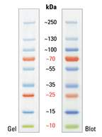 Thermo Scientific™ Échelle de protéines précolorée PageRuler™ Plus, 10 à 250 kDa