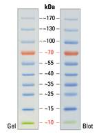 Thermo Scientific™ Échelle de protéines précolorée PageRuler™, 10 à 180 kDa