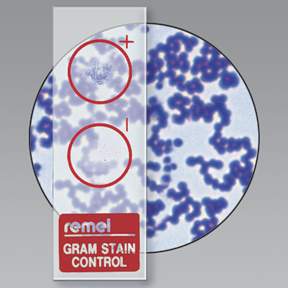 Gram Stain Control