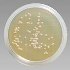 Thermo Scientific™ Remel™ Contact Plate Sterile Tryptic Soy Agar w/Lecithin, Polysorbate 80 (Irradiated)