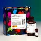 Thermo Scientific™ Pierce™ ECL 2 Western Blotting Substrate