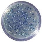Edvotek™ Blue/White Cloning of DNA Fragment and Assay of β-galactosidase <img src=