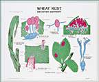 Wheat Rust Life Cycle Chart