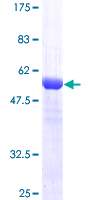 Abnova™ USP15 Recombinant Protein