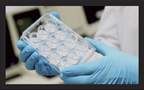 Stemgent™ Alvetex™ 3D Cell Growth Plates