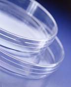 Thermo Scientific™ Placas de Petri estándar de 90 mm Sterilin™