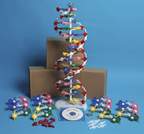 United Scientific™ DNA Model Kit <img src=