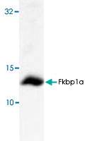 Fkbp1a, Rabbit, Polyclonal Antibody, Abnova™
