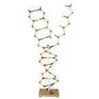 3B Scientific™ Small DNA - RNA Model <img src=