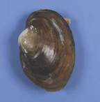 Carolina™ Freshwater Mussels <img src=