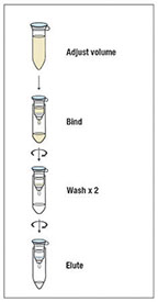 Thermo Scientific™ Microkit de limpieza de ADN y extracción de gel GeneJET