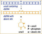 Thermo Scientific™ Uracil-DNA glicosilasi (UDG, UNG)