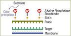 Thermo Scientific™ Biotin Chromogenic Detection Kit