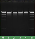 Thermo Scientific™ Mini kit di purificazione per DNA genomico da sangue intero GeneJET™