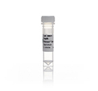 Ambion™ Silencer™ Select Pre-Designed siRNA