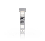 Ambion™ Silencer™ Select Pre-Designed siRNA