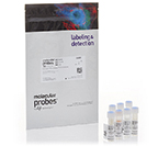 Molecular Probes™ <i>Bac</i>Light™ RedoxSensor™ CTC Vitality Kit