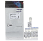 Molecular Probes™ LIVE/DEAD™ fixierbares, violettes Totzellen-Farbstoff-Kit, für Anregung mit 405 nm