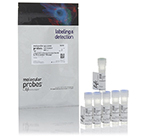 Molecular Probes™ Kit de coloration turquoise fixable des cellules mortes LIVE/DEAD™ pour excitation à 405 nm